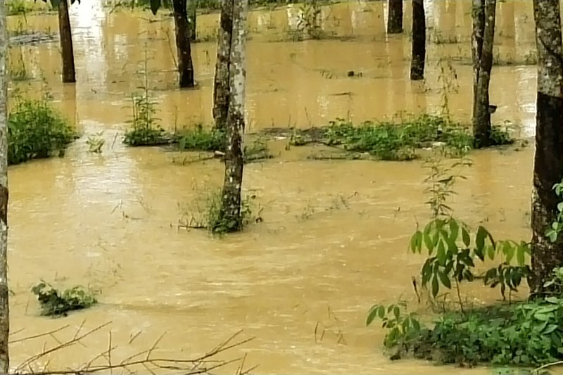 Hujan lebat yang mengguyur wilayah Kabupaten Mesuji dalam seminggu terakhir mengakibatkan banjir yang menggenangi permukiman warga dan ratusan hektare kebun mas