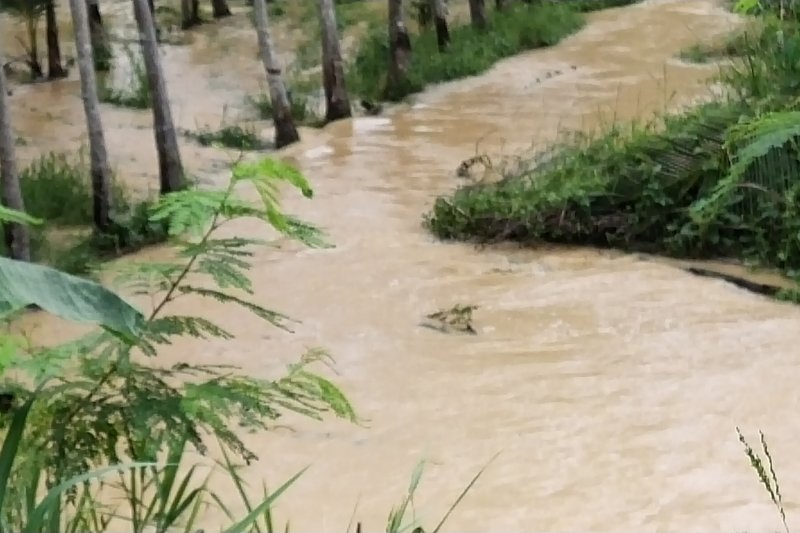  Ratusan hektare kebun masyarakat Mesuji terendam banjir
