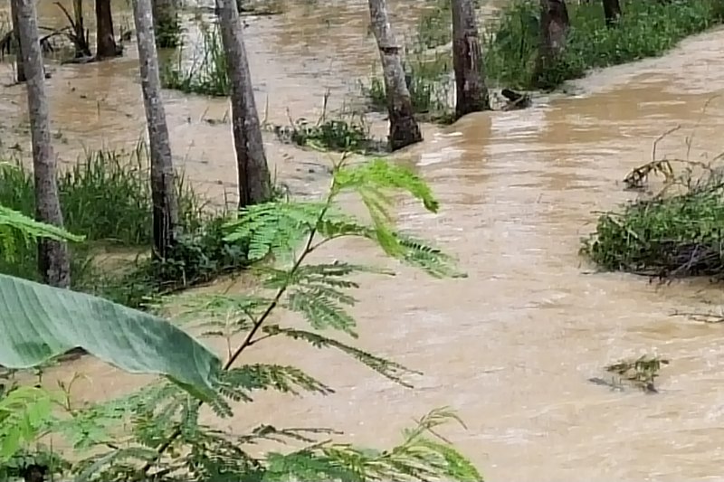Hujan lebat yang mengguyur wilayah Kabupaten Mesuji dalam seminggu terakhir mengakibatkan banjir yang menggenangi permukiman warga dan ratusan hektare kebun mas