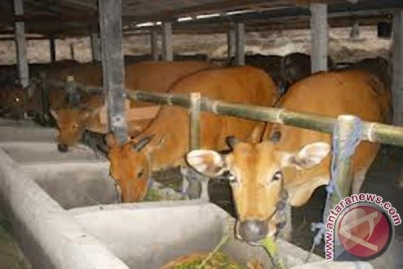 NTB tutup sementara seluruh pasar hewan mencegah penyebaran COVID-19