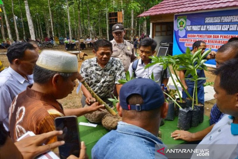 Umbi porang  alternatif bahan pangan di  kabupaten Balangan 