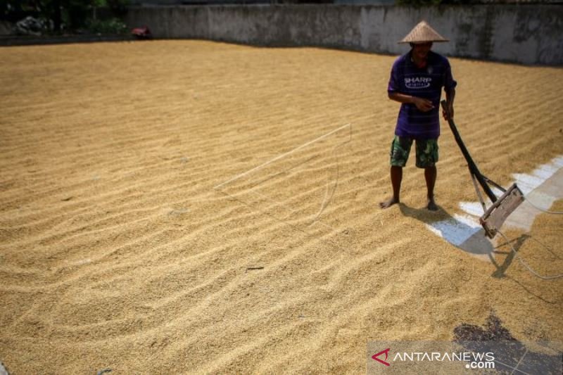 PRODUKSI GABAH NASIONAL DIPREDIKSI TURUN