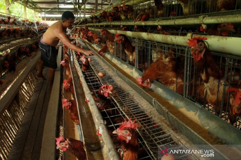 Harga telur ayam naik