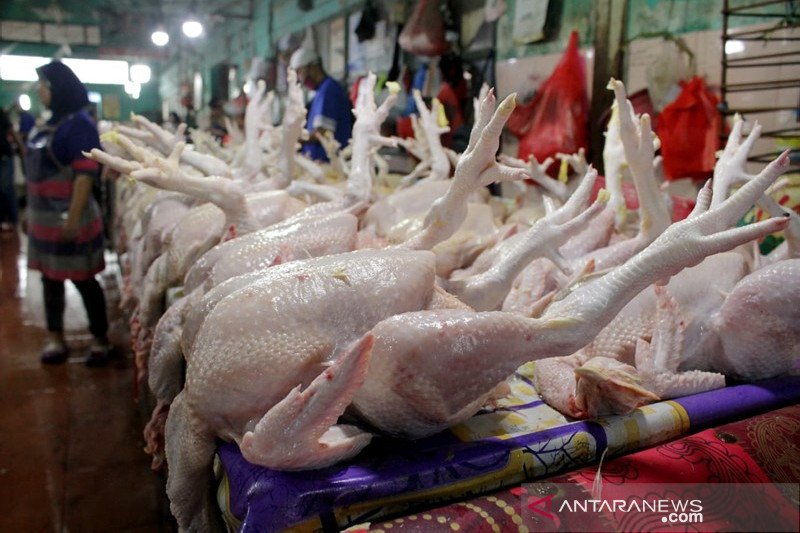 Harga ayam potong turun di Makassar