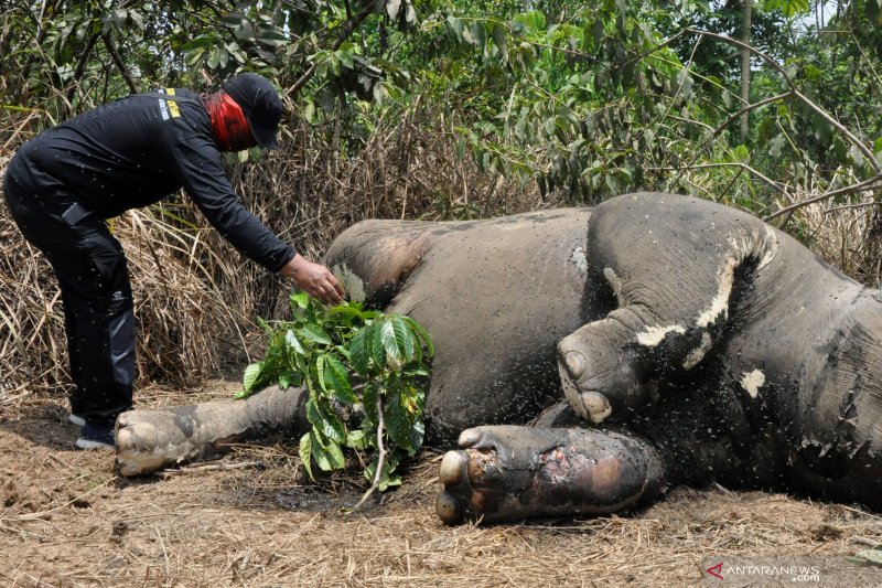 Gajah Sumatera Mati