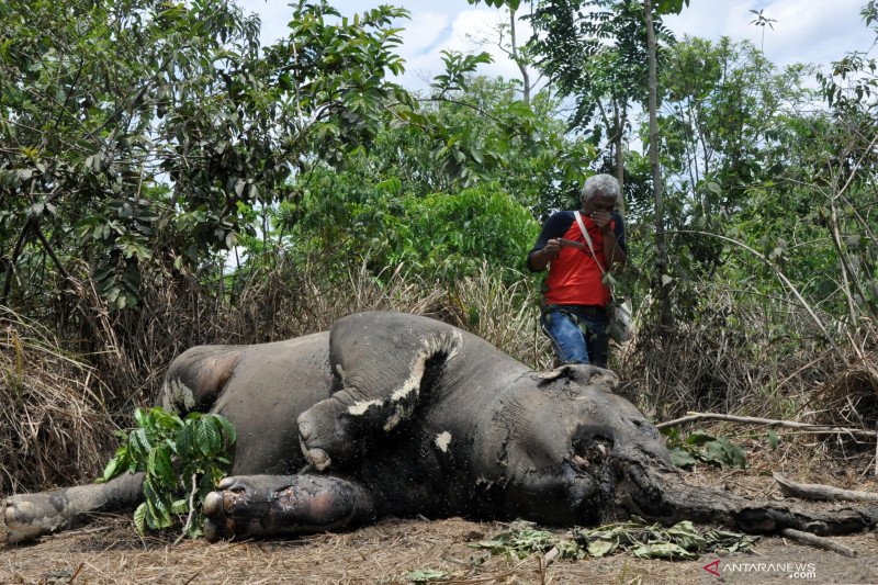 Gajah Sumatera Mati