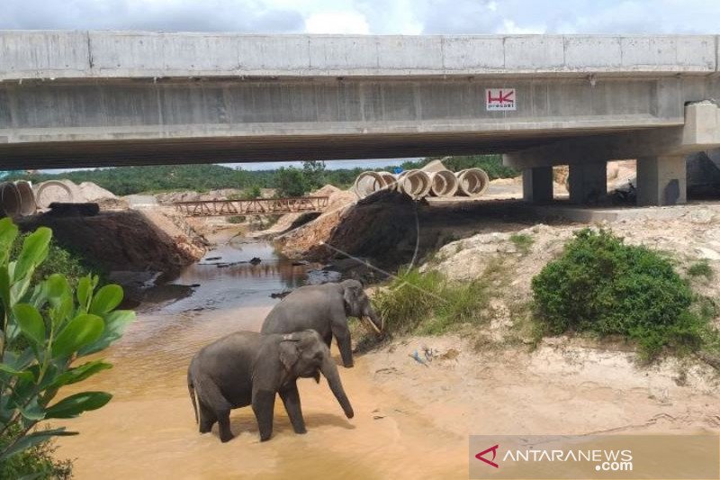 TEROWONGAN GAJAH TOL PEKANBARU DUMAI