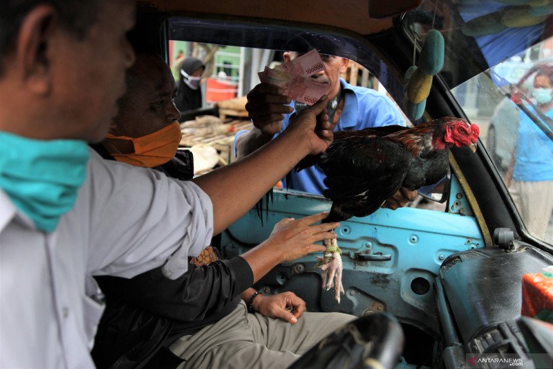 OMZET PEDAGANG AYAM MENURUN AKIBAT WABAH COVID-19