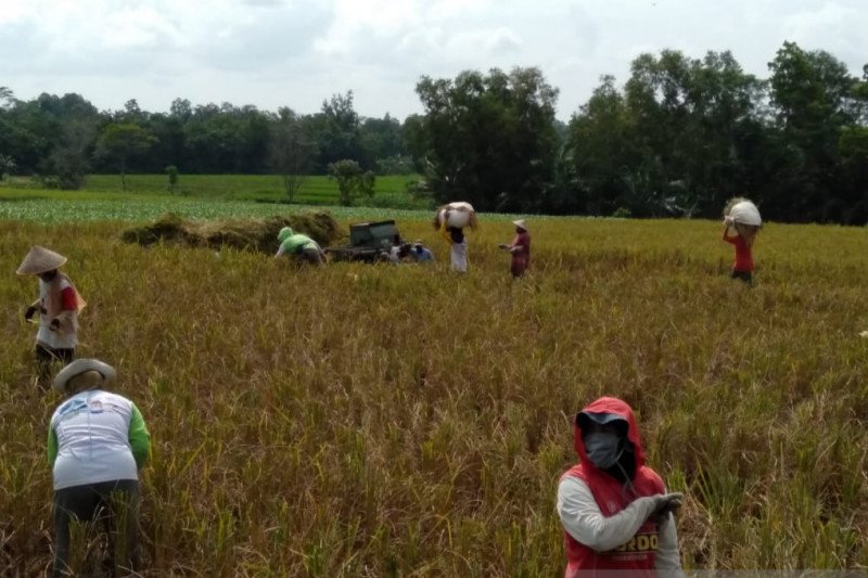 Produksi padi Lampung Timur stabil di tengah pandemi COVID-19
