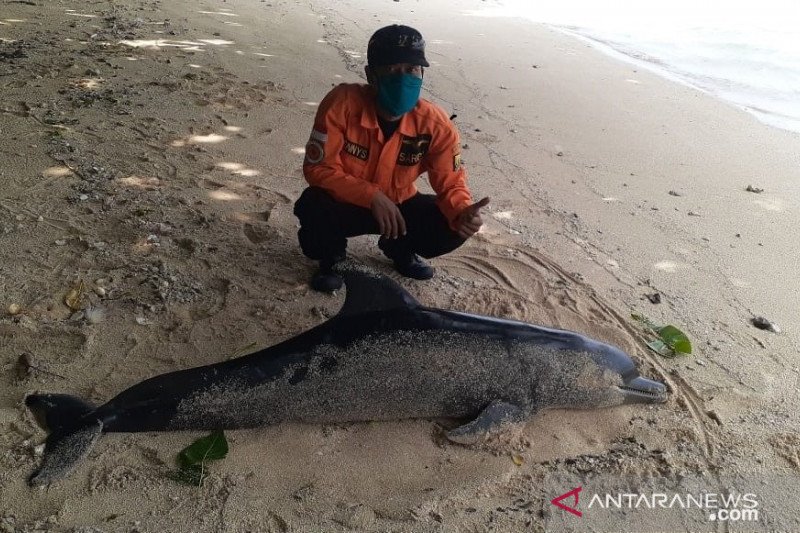 Bangkai lumba-lumba terdampar di Pantai Ujung Genteng