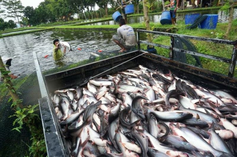 Pasar Ikan Patin Ikut Terdampak COVID-19