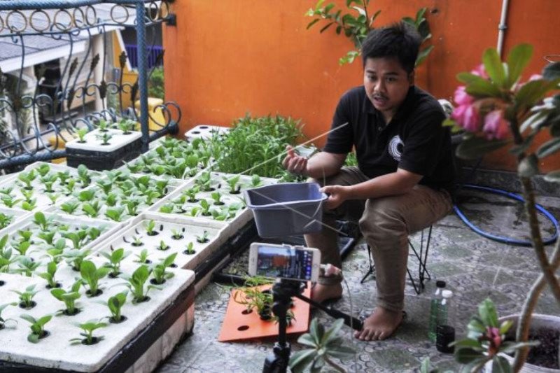 Pelatihan Budidaya Tanaman Hidroponik Secara Daring