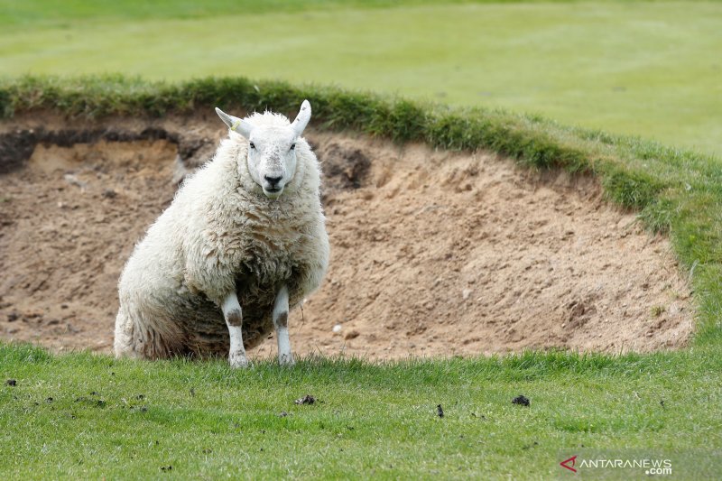 Flu burung terdeteksi pada domba di Inggris untuk pertama kali