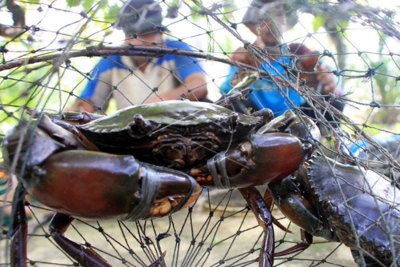 Nelayan Kepiting Bakau Di Aceh