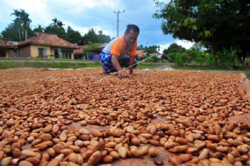 Harga Kakao Berangsur Naik Antara News Jambi