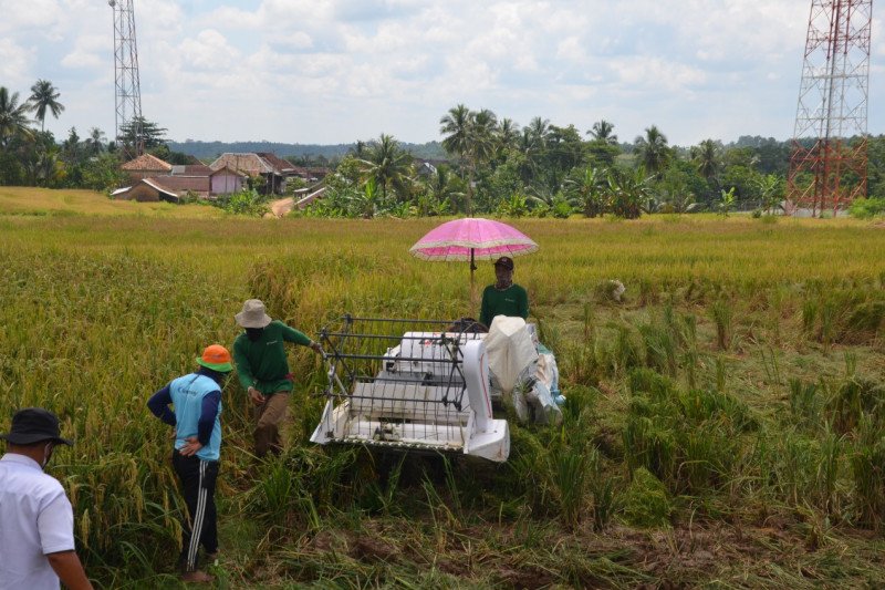 Penyuluh Lampung tetap dampingi petani panen saat pademi COVID-19