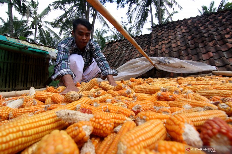 Simpan Jagung di Lumbung untuk Ketahanan Pangan