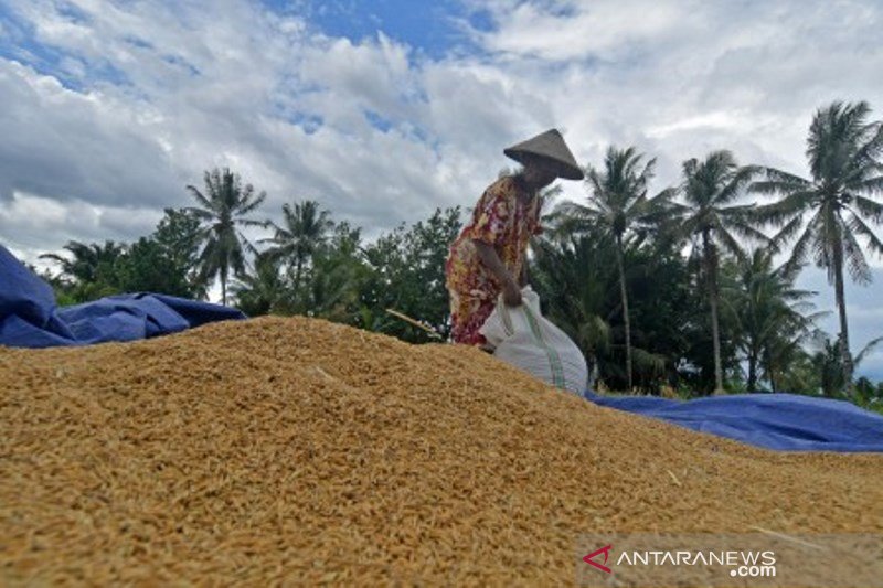 Pemerintah minta petani percepat tanam usai panen