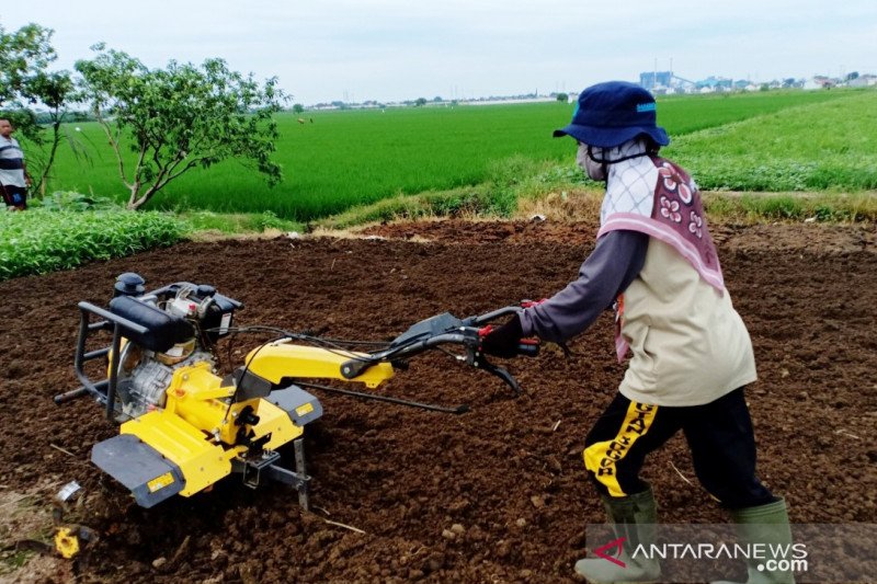 Mahasiswi Polbangtan operasikan traktor tangan bantu para petani Bekasi