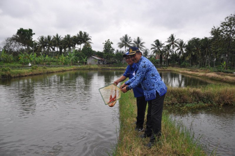 DP3 Sleman manfaatkan jejaring media sosial atasi kesulitan pemasaran ikan