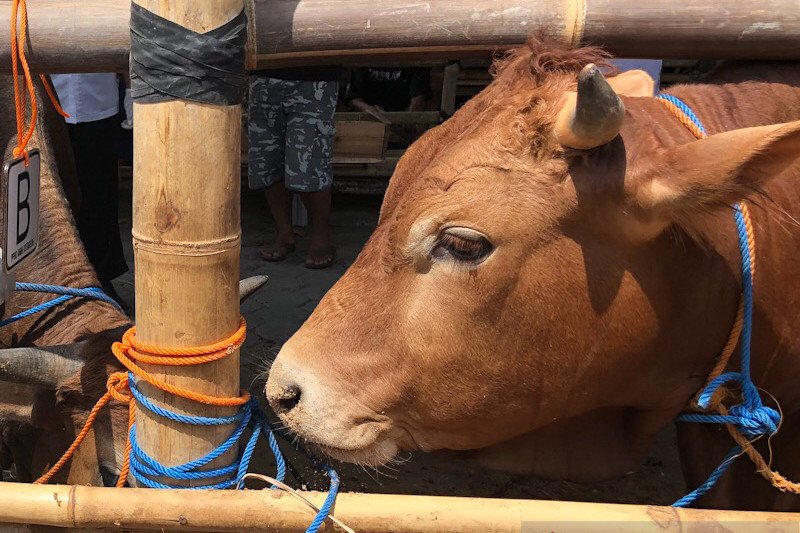 Pemotongan sapi di RPH Giwangan Yogyakarta berkurang selama pandemi