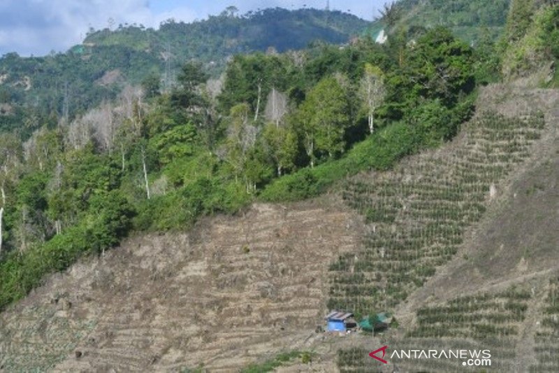 Alih fungsi hutan untuk kebun