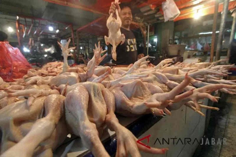 Harga ayam potong di pasar Indramayu merangkak naik