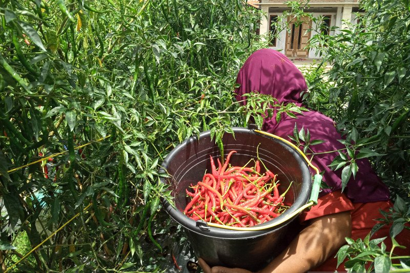 Jelang Lebaran, Harga cabai dan bawang merah mengalami kenaikan di Padang Panjang