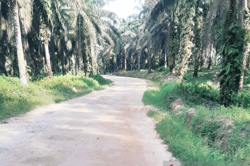 Memasuki new normal, harga sawit Riau naik