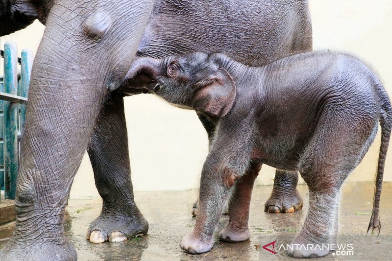 Gajah lahir di TSI Puncak Bogor diberi nama Covid