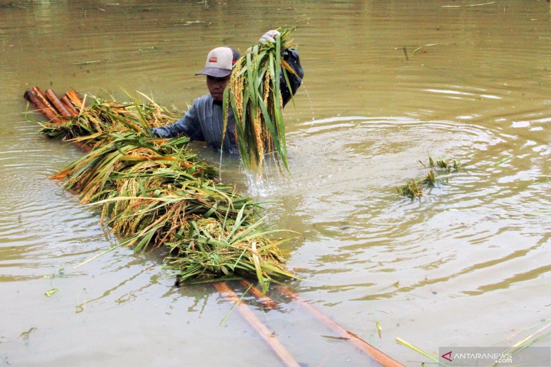 Panen Padi Saat Banjir di Aceh Utara