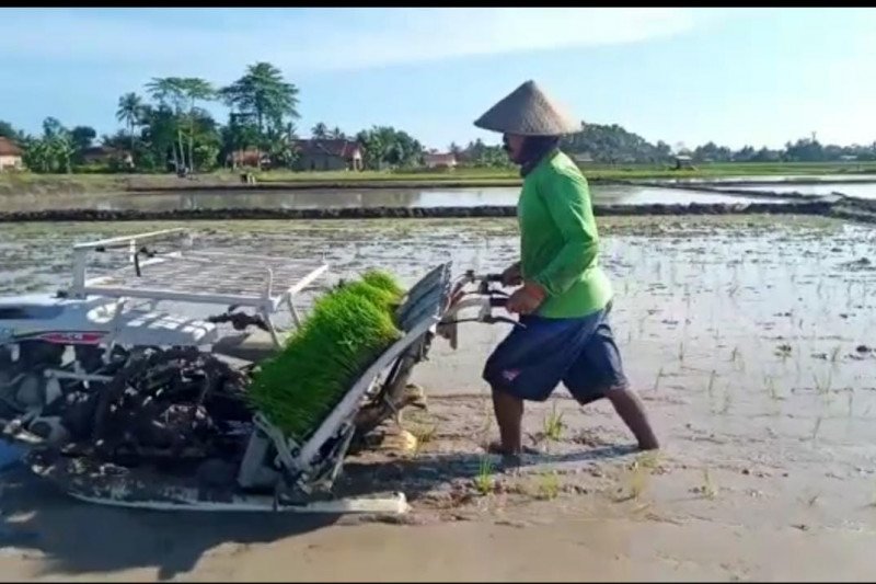 Petani Lampung percepatan tanam saat pandemi corona