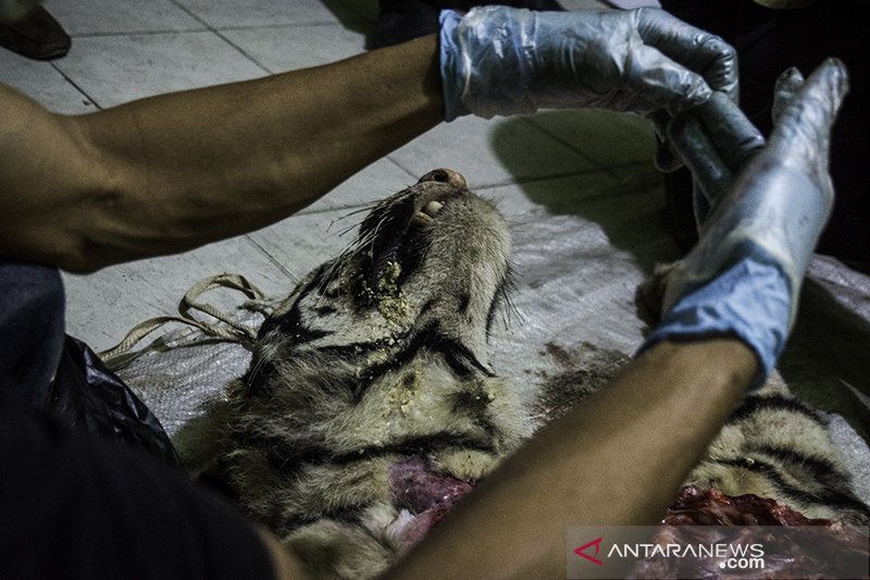 Nasib Harimau Sumatera Mati terjerat