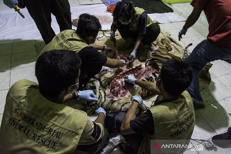 Nasib Harimau Sumatera Mati terjerat