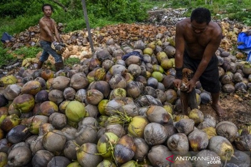 Petani Kopra eralih ke kepala buah mentah