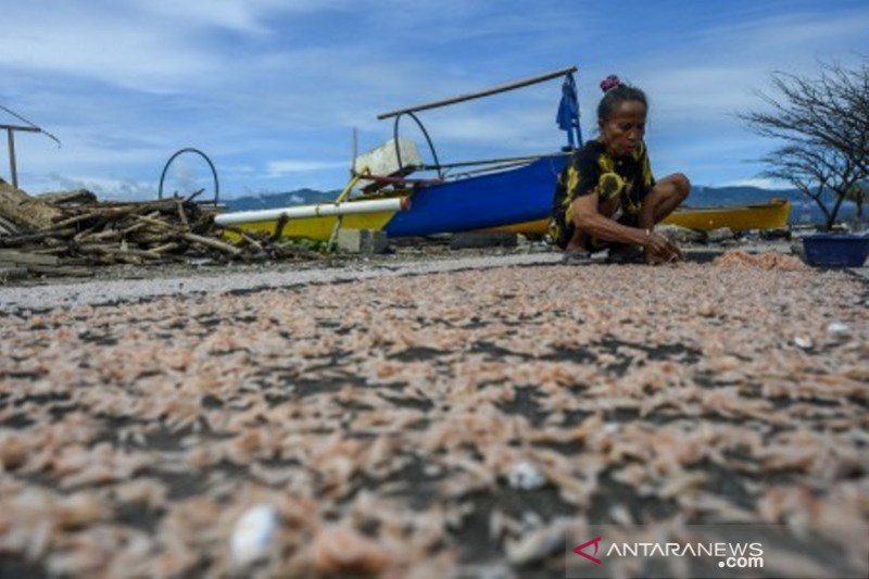 Musim udang kecil