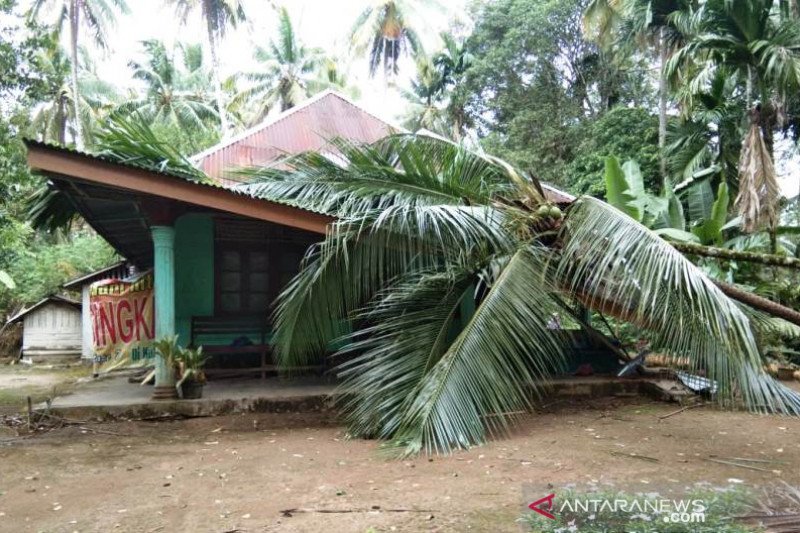 Sejumlah pohon tumbang di Padang Pariaman akibat cuaca ekstrem