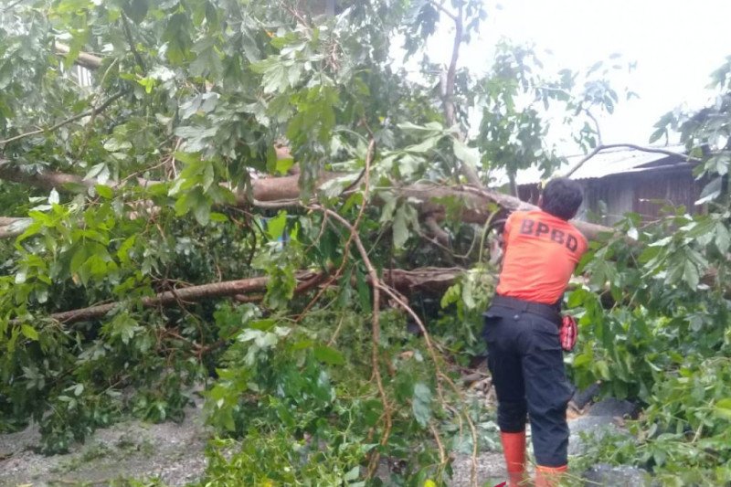 Rumah warga Agam tertimpa pohon tumbang saat angin kencang