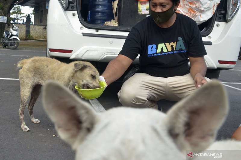 Pemberian Makanan Anjing Liar