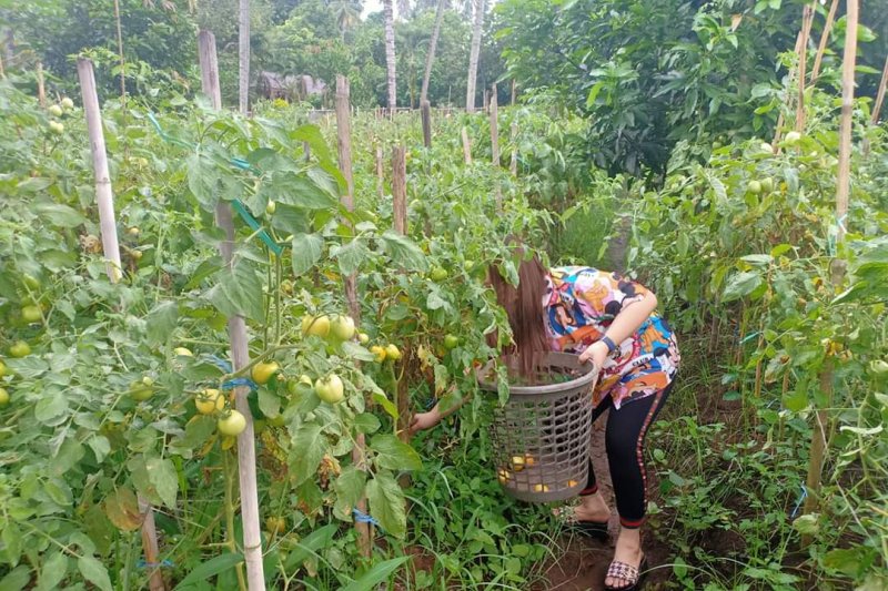 Sentrum Agraris Lotta Bantu Pengembangan Komoditas Pangan