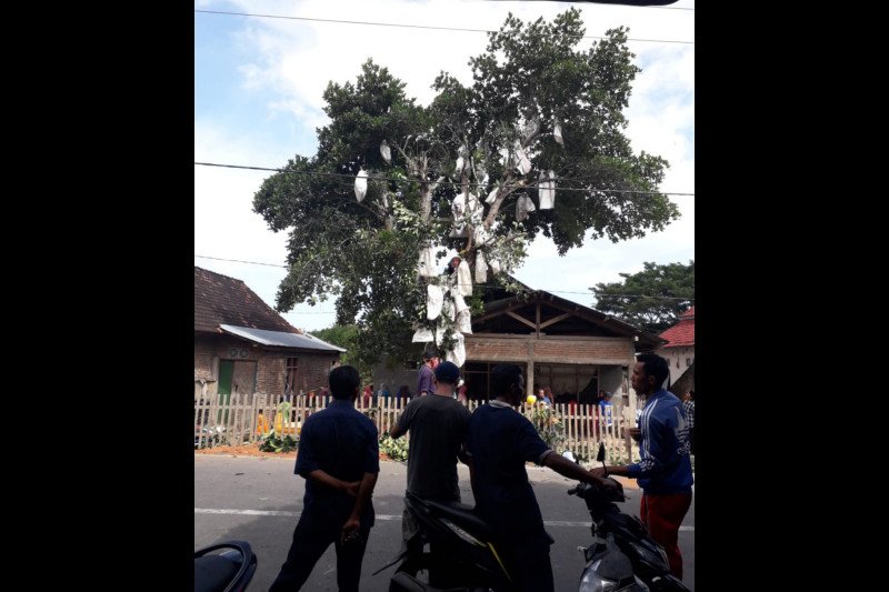 Ingin bungkus buah nangka di pohon, seorang pria di Dompu malah kesetrum listrik dan meninggal