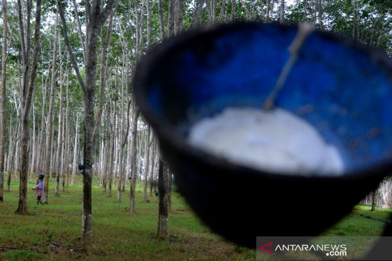 Upah buruh tani kebun karet Jawi-jawi