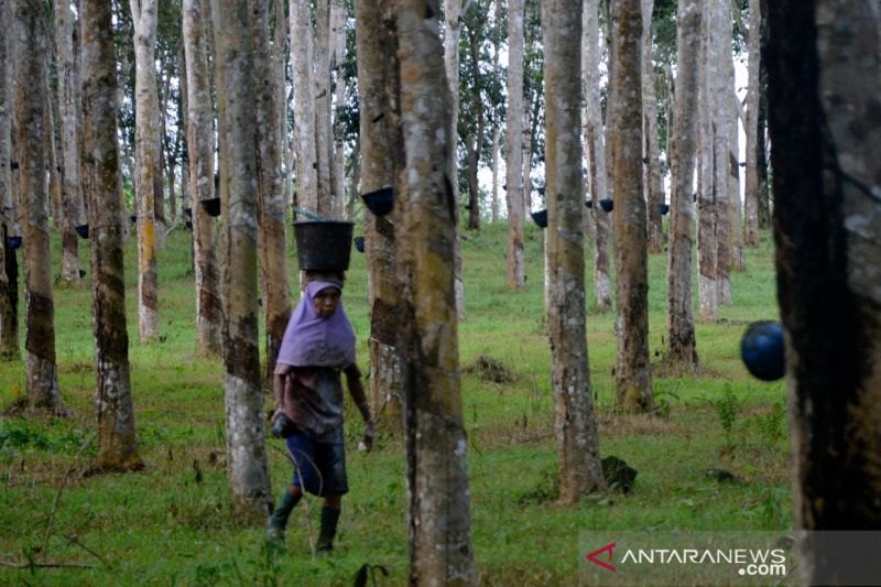 Upah buruh tani kebun karet Jawi-jawi