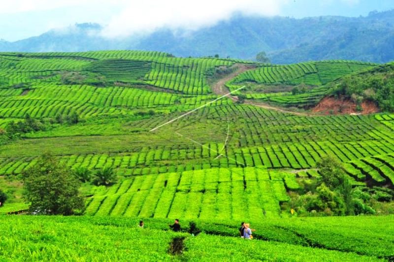 Wisata Kebun Teh Di Tengah Pandemi COVID-19