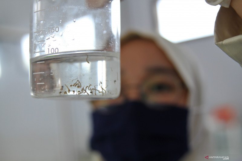 MAHASISWA BINA HUSADA KENDARI TELITI NYAMUK DENGUE