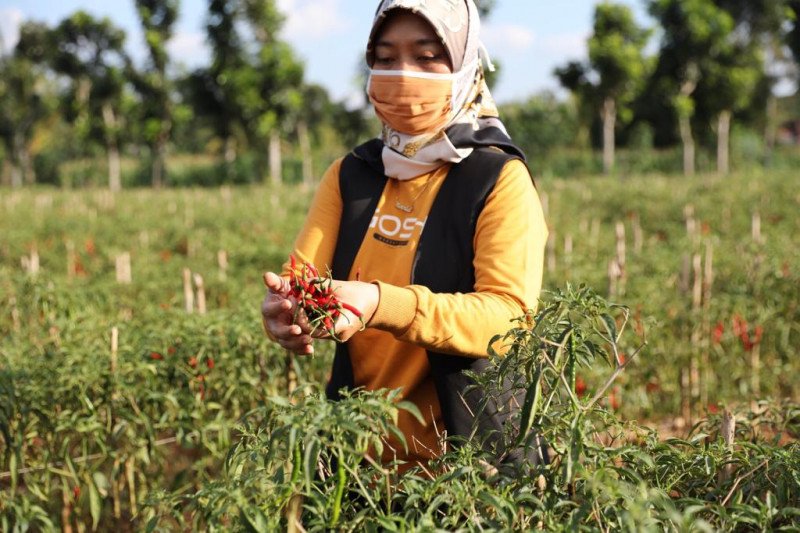 Wagub Lampung soroti anjloknya harga cabai akibat pandemi COVID-19