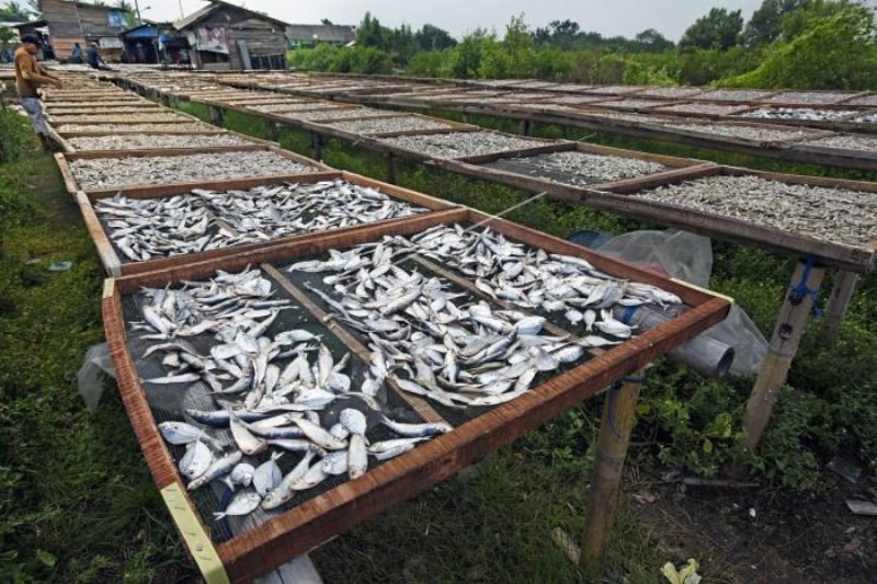 Harga Ikan Asin Naik