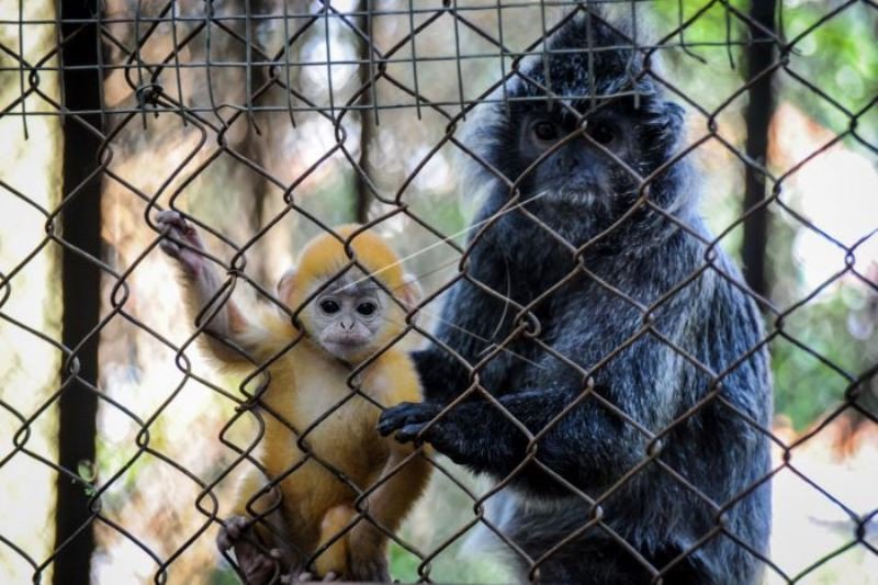 Anak Lutung Jawa Dalam Pelukan Ibunya Hadir Di Bandung Zoo