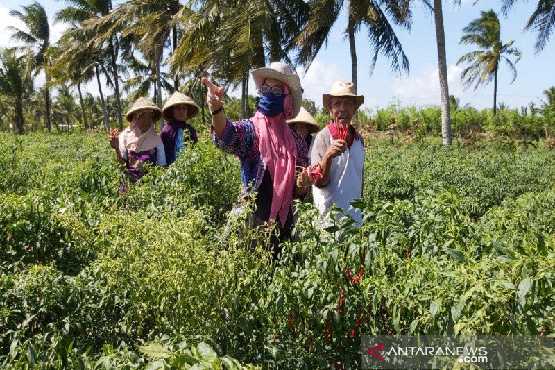 Ketua DPRD Kulon Progo minta petani merawat tanaman cabai