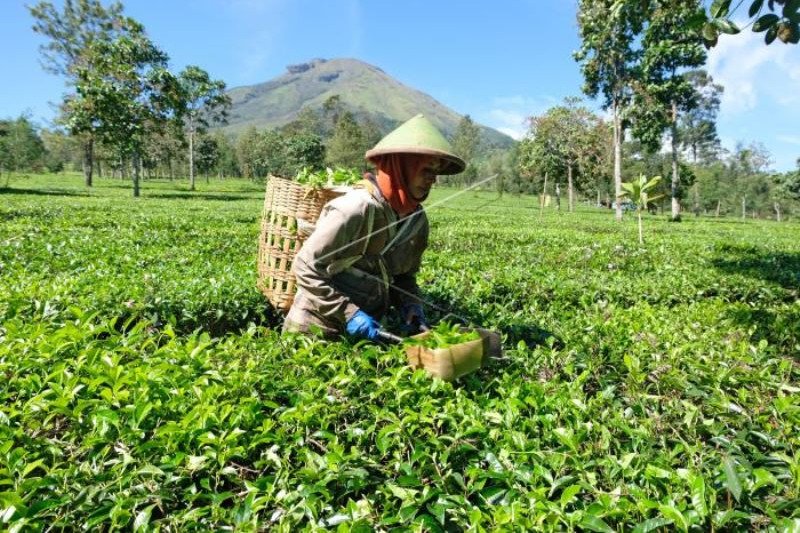 Buruh Petik Daun Teh di Lereng Gunung